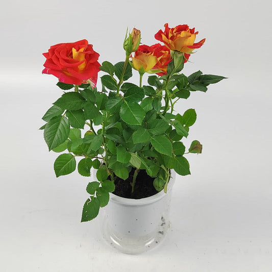 Rose Mini P120 (Hydroponic Pot)