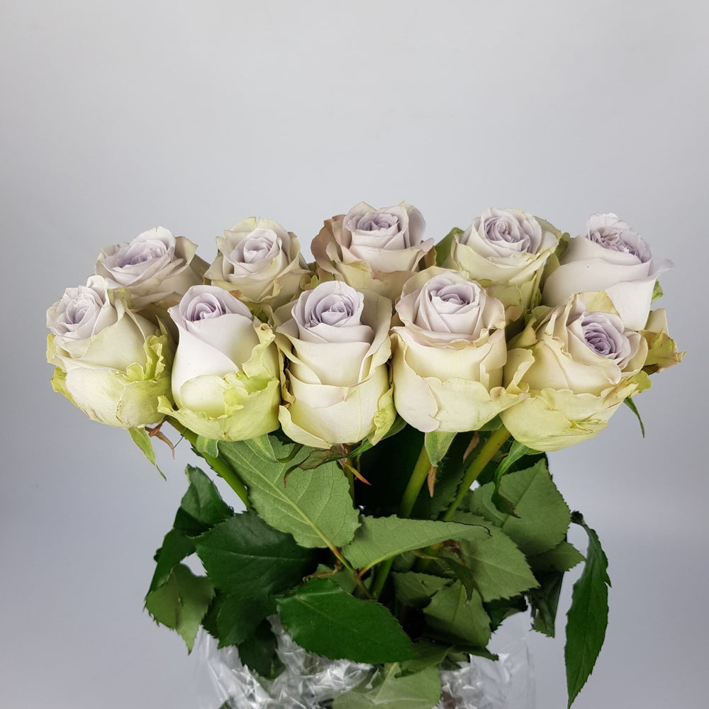 Rose - Ocean Song Light Purple (10 stems)