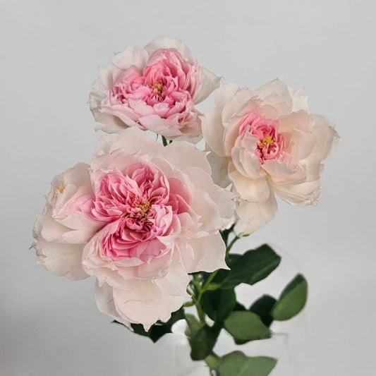 Rose Spray - 2 Tone White and Pink