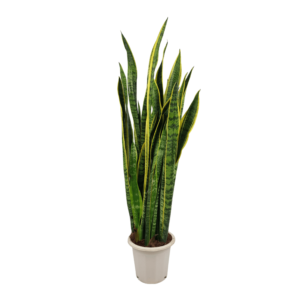 Sanseviera Laurentii (P250)