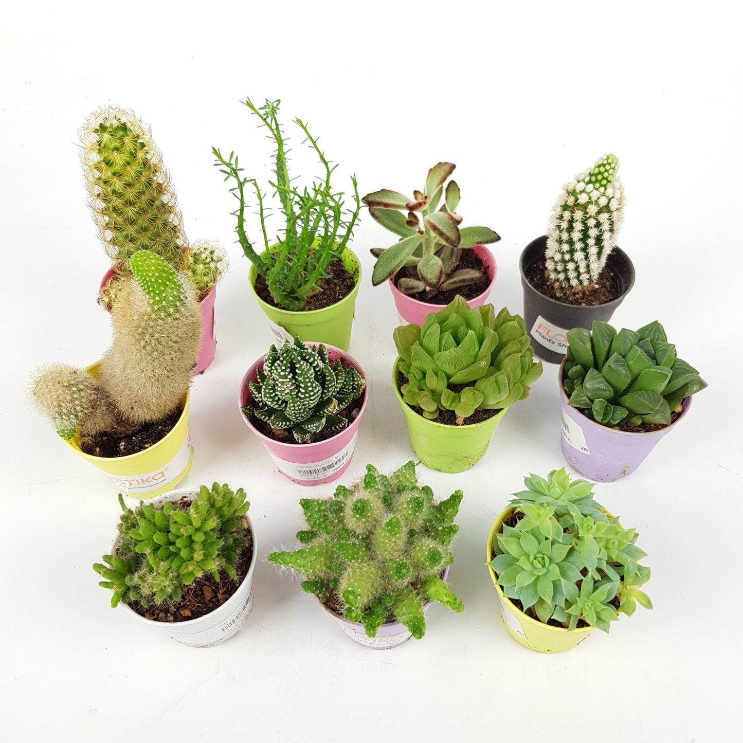 tiny succulent types Succulent (Small)