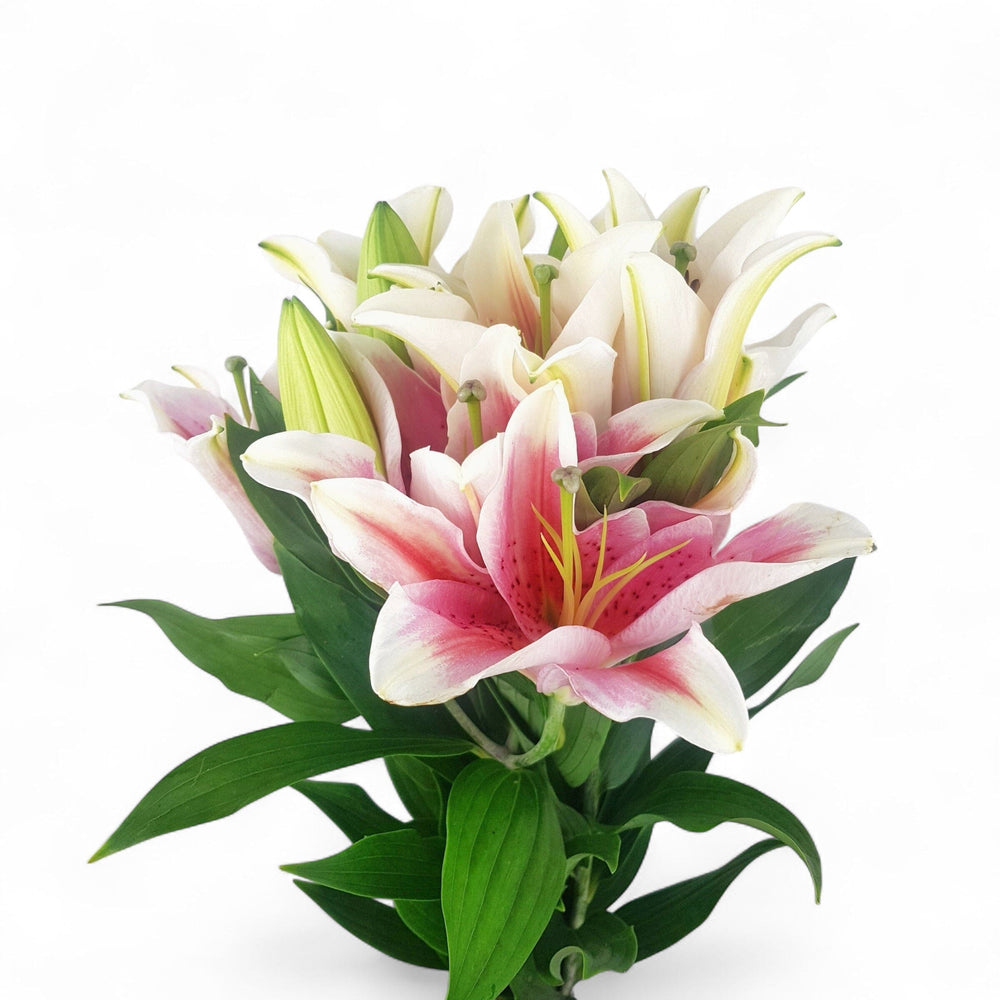 FCMVD01 - Rose, Lilies & Eucalyptus
