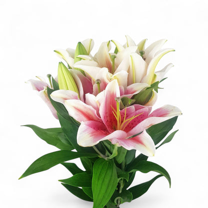 FCMVD01 - Rose, Lilies & Eucalyptus