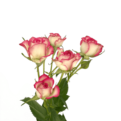 Spray Rose - 2 Tone White Pink