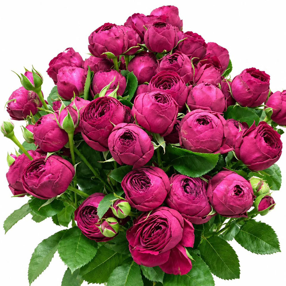 Spray Rose - Magenta Pink