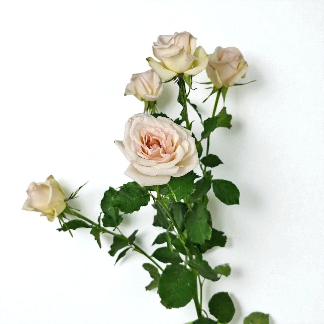 Spray Rose White Lychee | Fresh White Spray Roses | Floristika ...