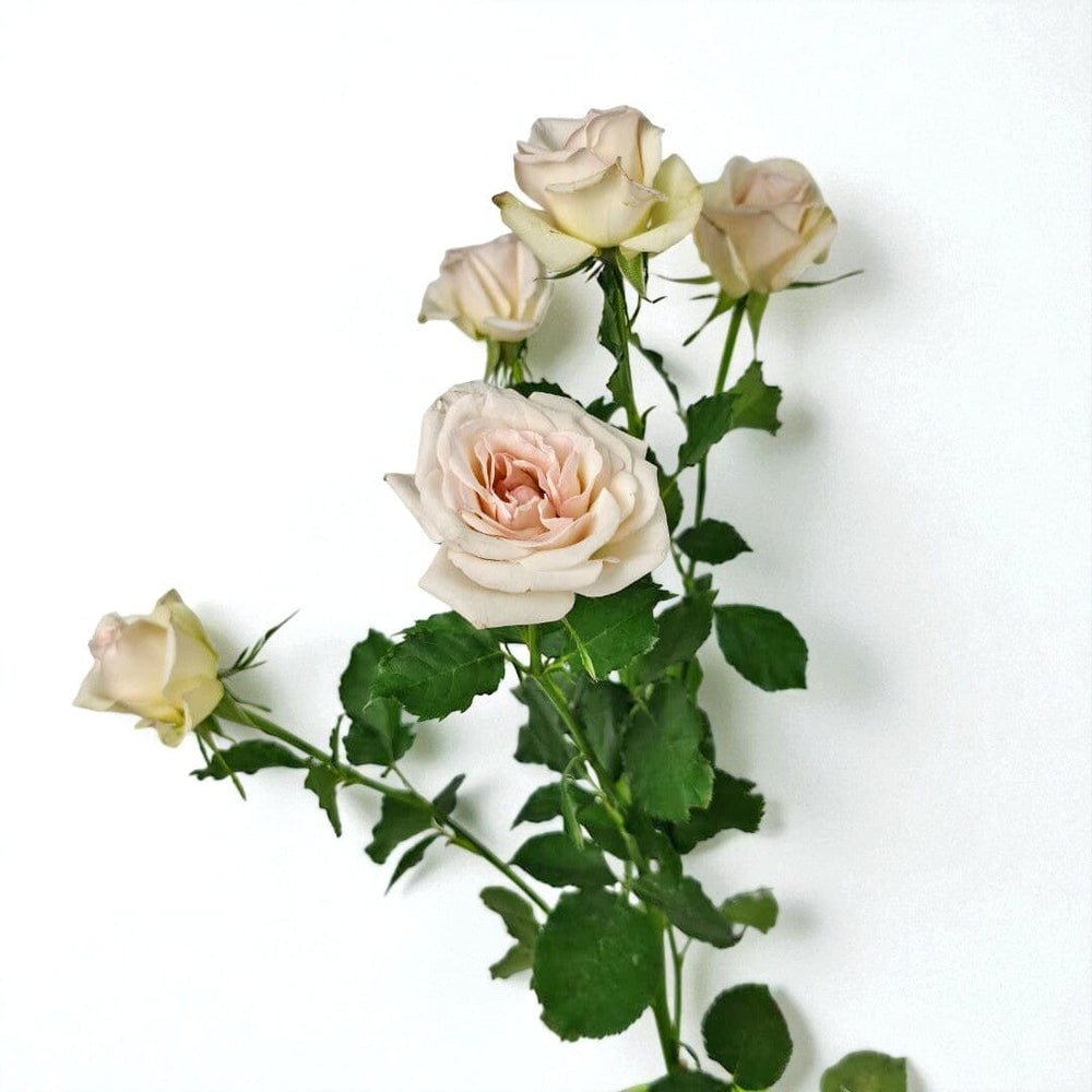 Spray Rose - Light Pink Lychee