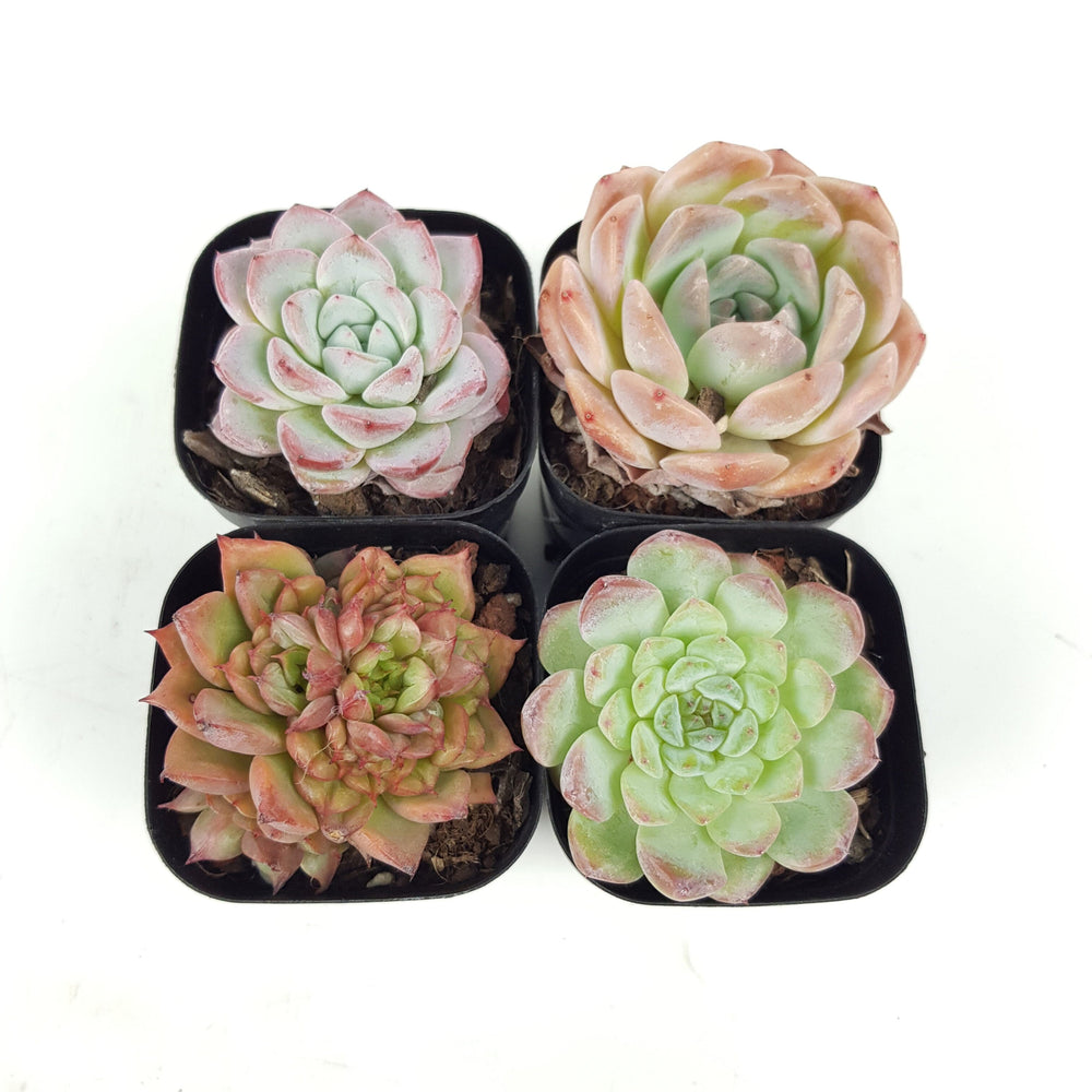 succulent plant malaysia Succulent Plant Malaysia