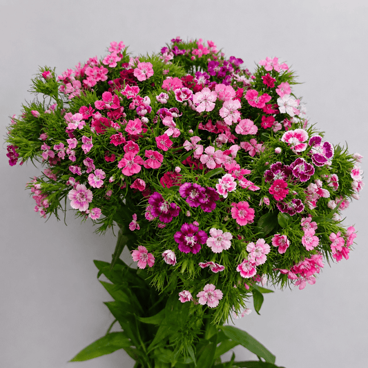 Sweet william flowers, fresh cut flowers