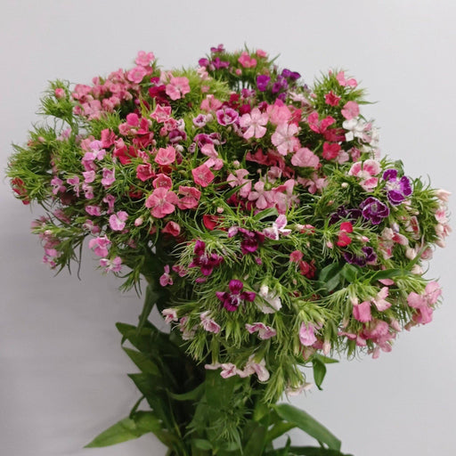 [Full Bloom] Sweet William (Imported) - Pink