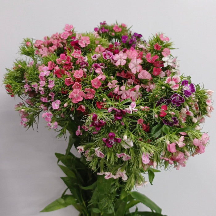 [Full Bloom] Sweet William (Imported) - Pink