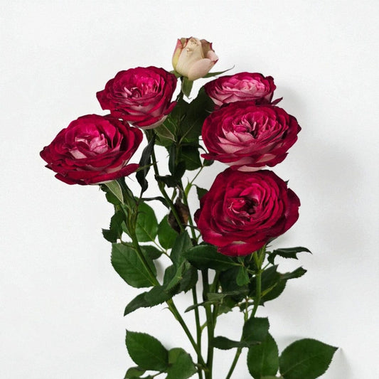 Spray Rose - 2 Tone Dark Pink