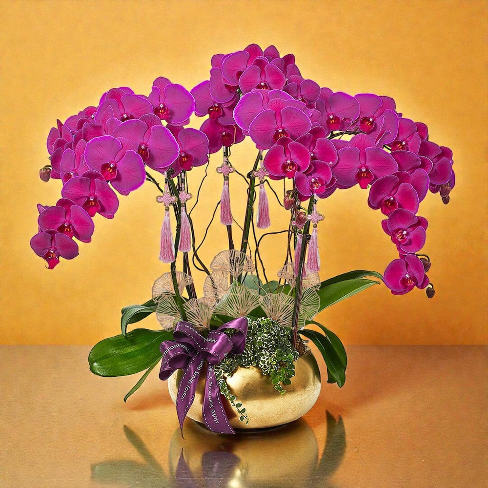 Golden Returns - Purple Phalaenopsis