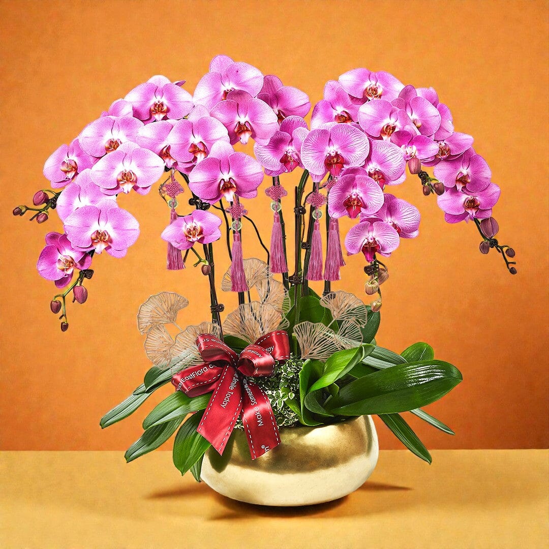 Golden Returns - Pink Phalaenopsis