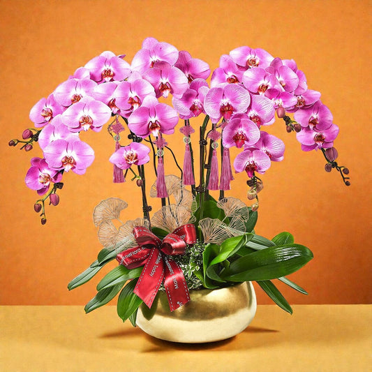 Golden Returns - Pink Phalaenopsis