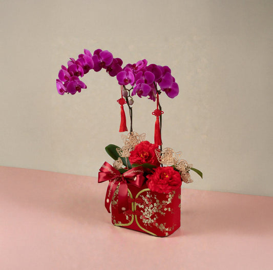 Majestic Harmony 富贵祥和 – Phalaenopsis