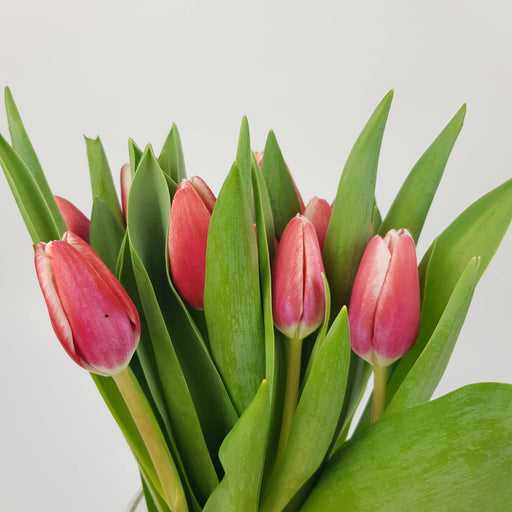 Tulip (Imported) - 2 Tone Red White