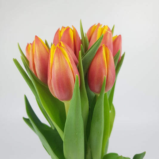 [Fully Bloom] Tulip - 2 Tone Orange