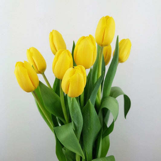 Tulip - Yellow