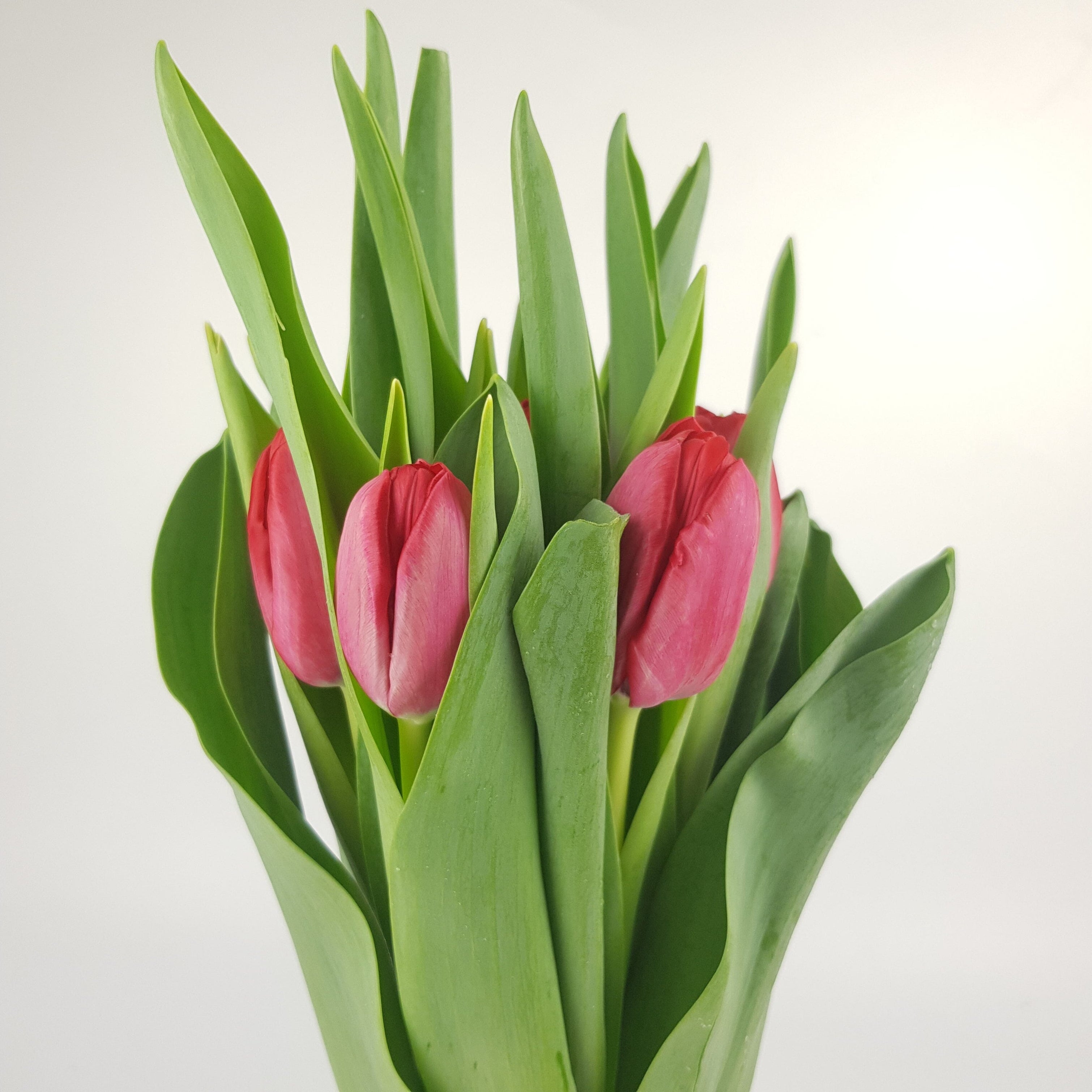 [Fully Bloom] Tulip (Imported) Red