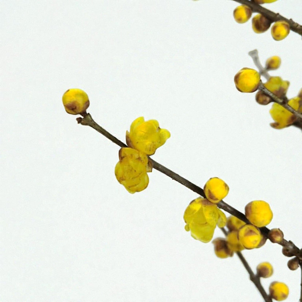 Winter Sweet / Chionanthus