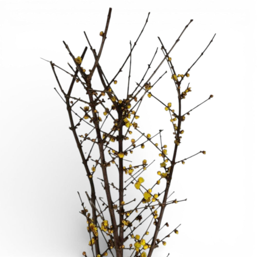 Winter Sweet / Chionanthus