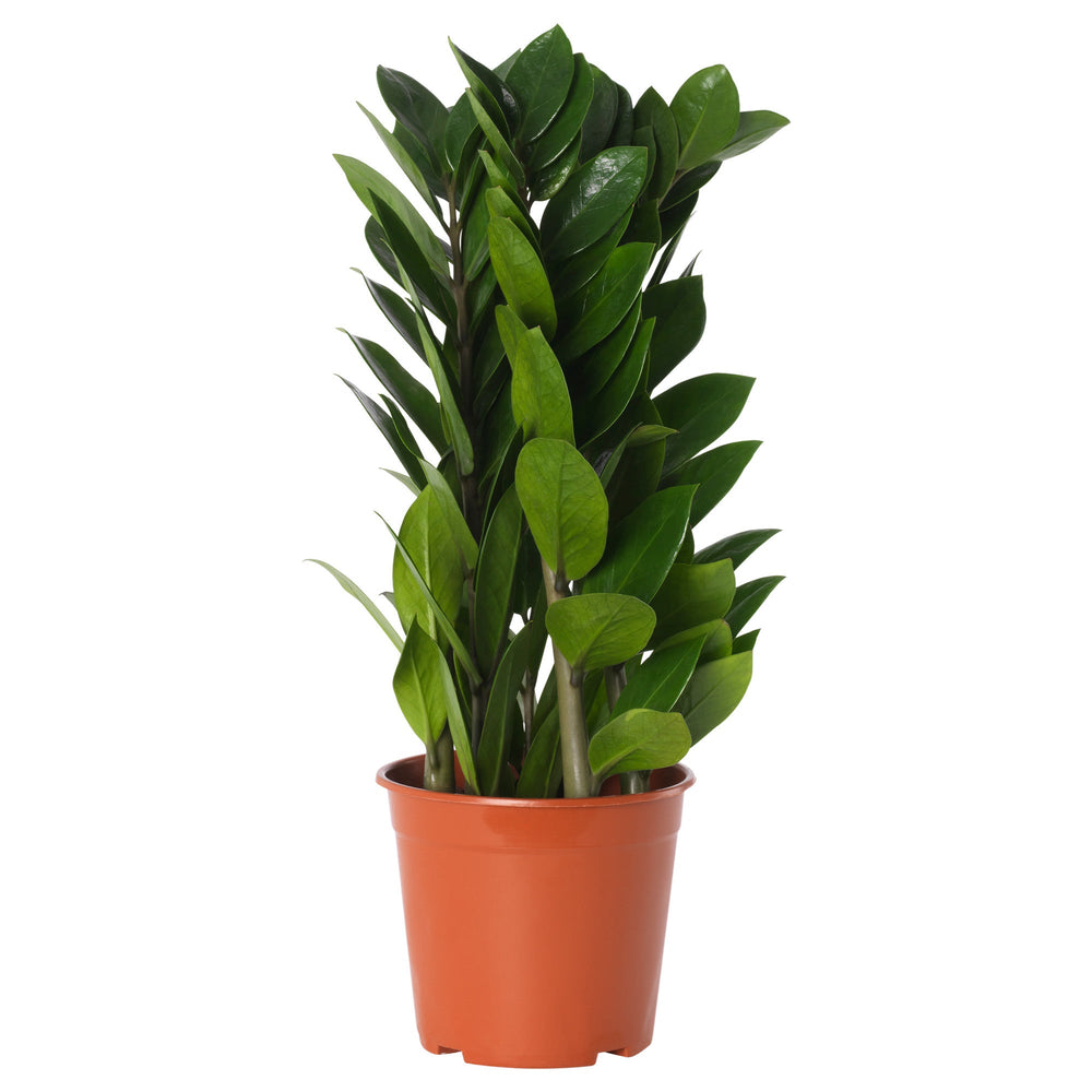 Pot Zamioculcas P160 - Green