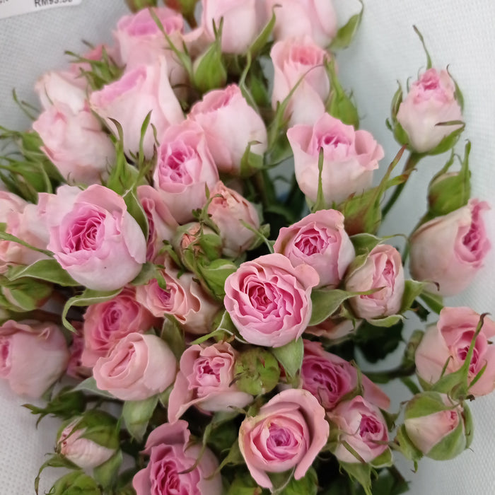 Spray Rose (Imported) - Light Pink