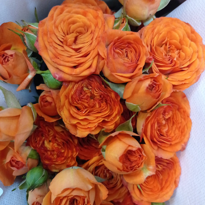 Spray Rose (Imported) - Orange