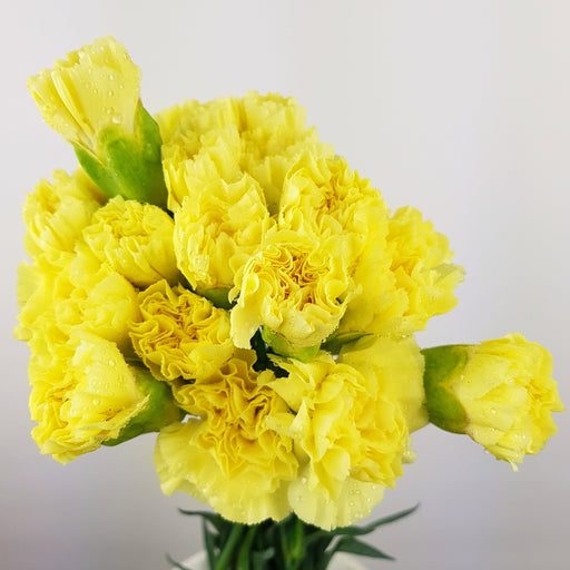 PRE-ORDER Mother's Day Carnation (Imported) - Yellow