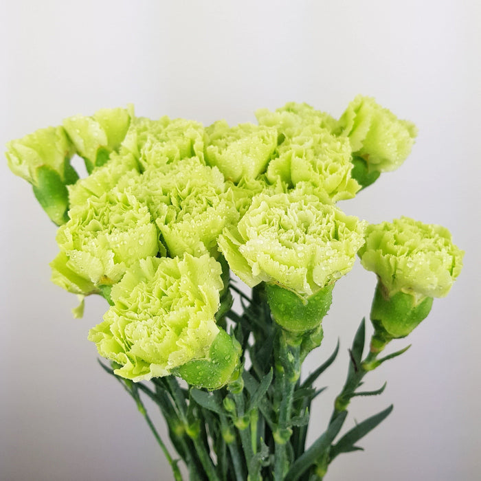 Carnations (Local) - Green