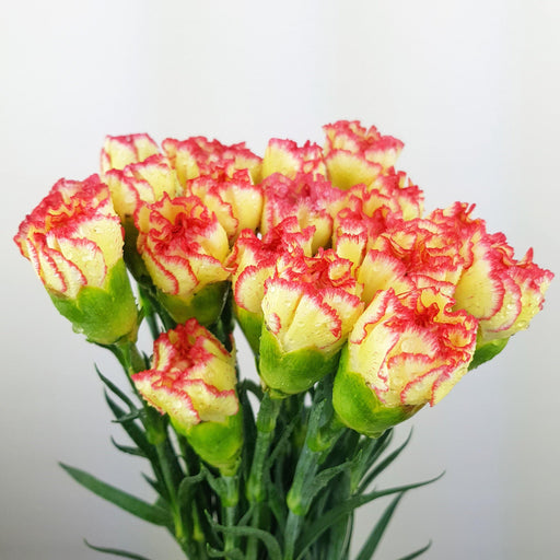 Carnation (Imported) - 2 Tone Yellow Red