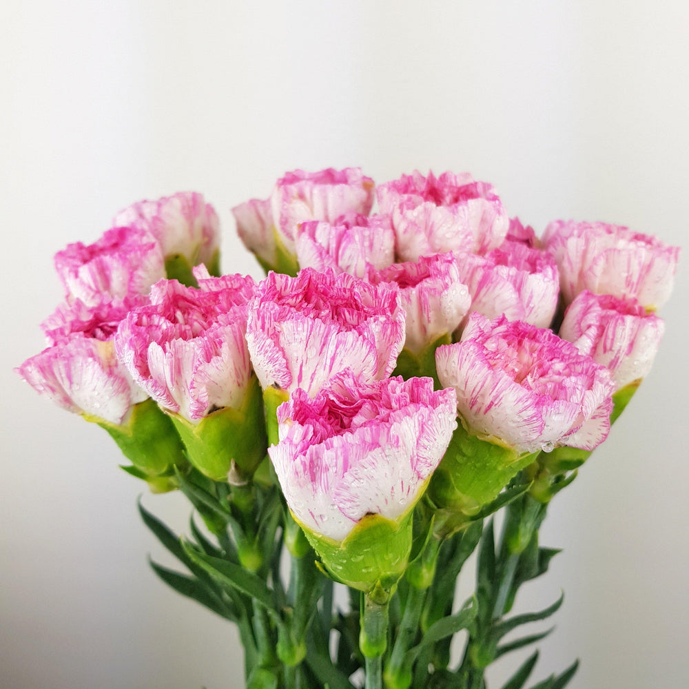 Carnations (Imported) - 2 Tone White Pink