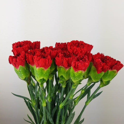 PRE-ORDER Mother's Day Carnation (Imported) - Red [20 Stems]
