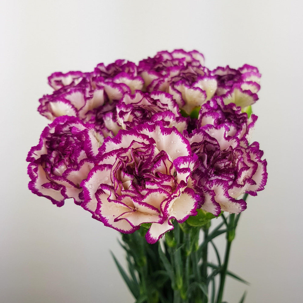 Carnations (Imported) - 2 Tone White Light Purple