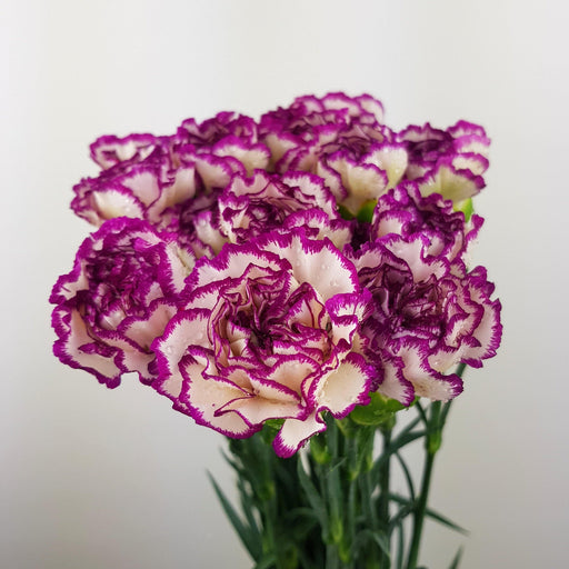 PRE-ORDER Mother's Day Carnation (Imported) - 2 Tone White Light Purple