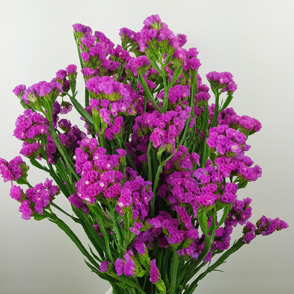 [Buy 1 Free 1] Fully Bloom Statice - Mix [Clearance Stock]