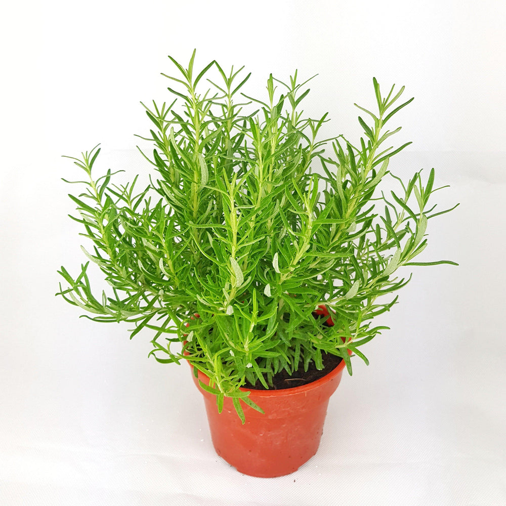 Pot Rosemary (Local) - Green