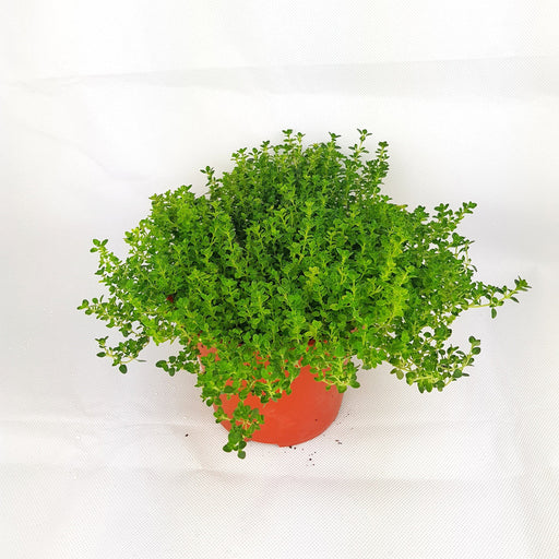 Pot Thyme (Local) - Green