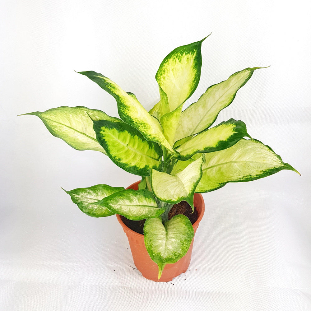 dieffenbachia origin Dieffenbachia (P150)