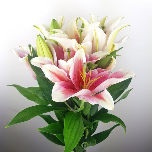 Lily Light Pink 3+ (Imported) - 2 Tone Pink