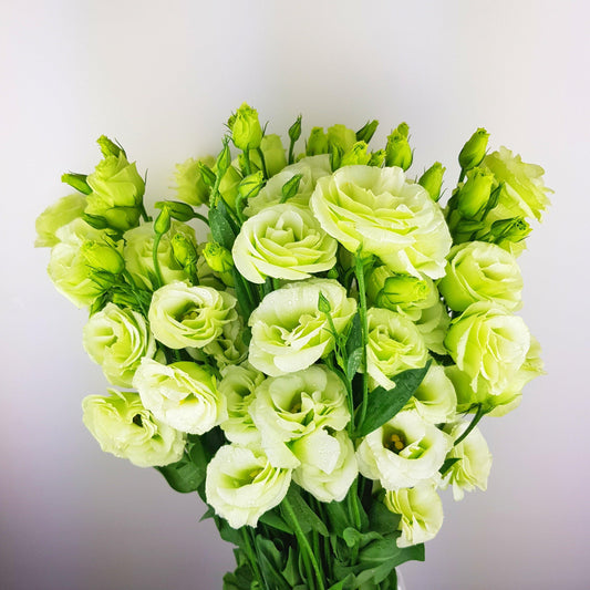 Eustoma - Light Green (600g)