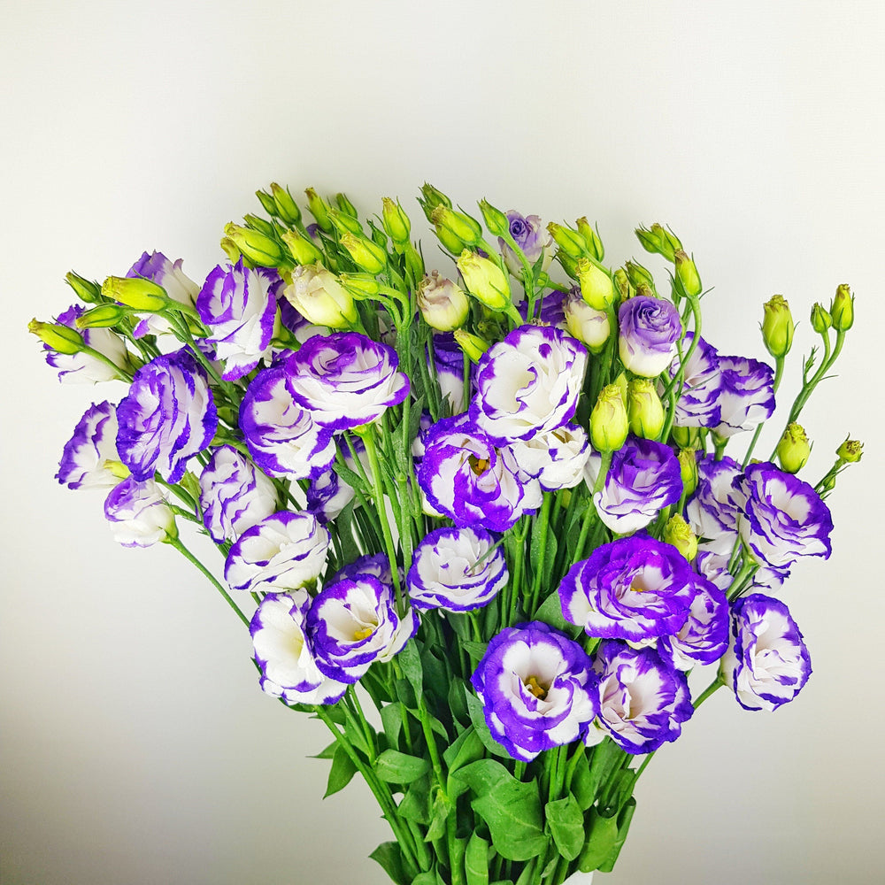 Eustoma  - 2 Tone White Purple
