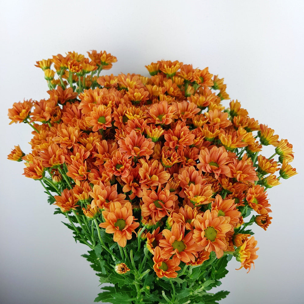 Mini Santini - Orange