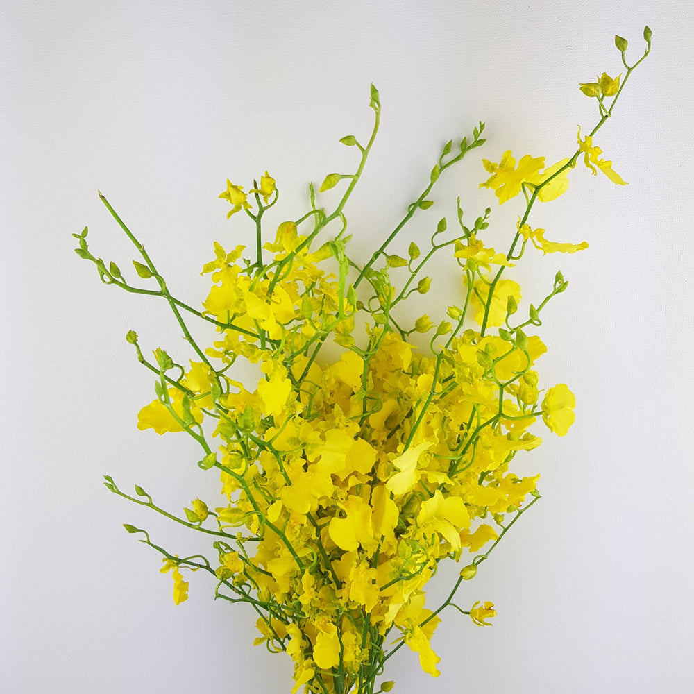 Golden Ramsy - Yellow