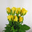 Pre-Order Rose India 43-47cm (Imported) - Yellow