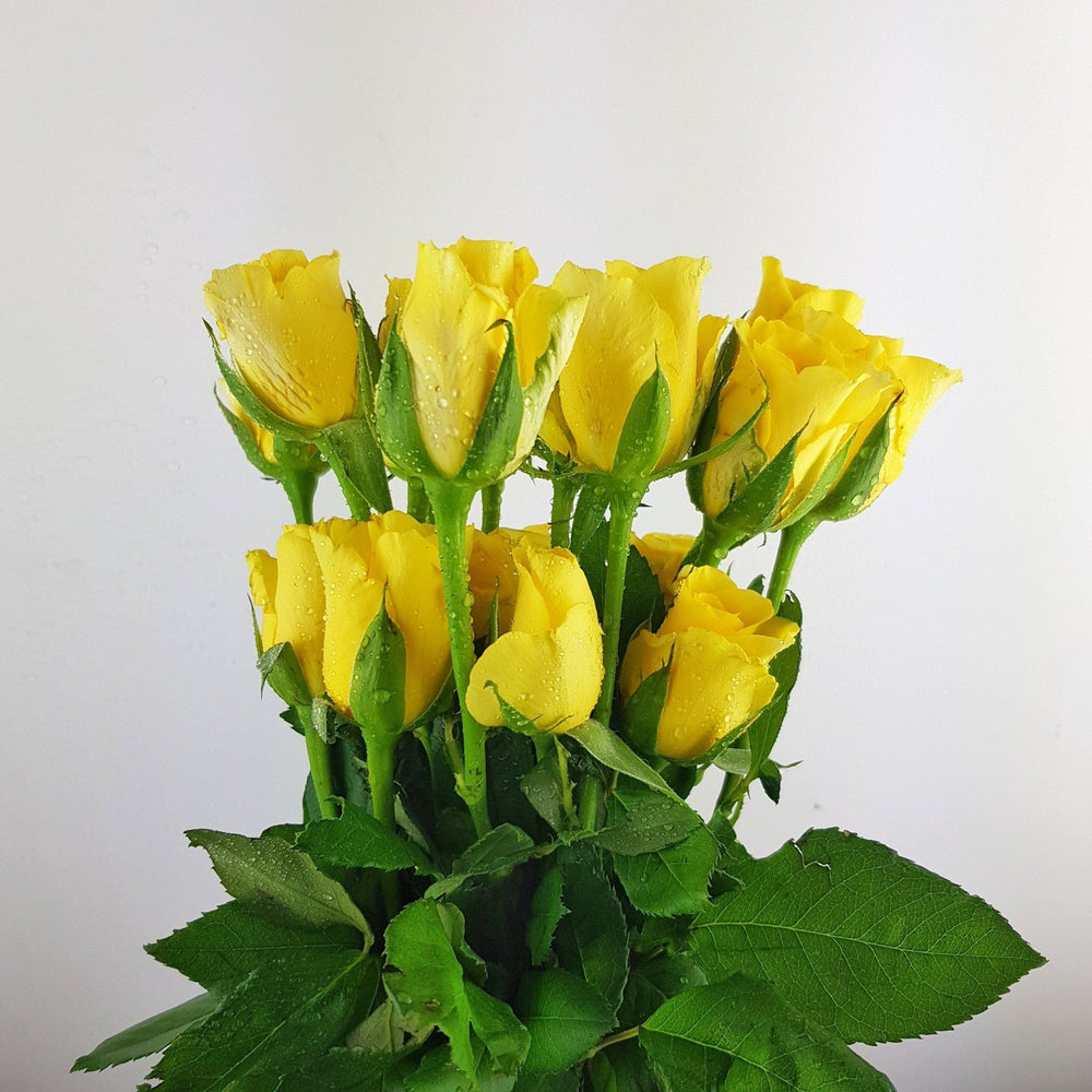 Valentine's Rose Yellow India 50cm (Imported) - Yellow