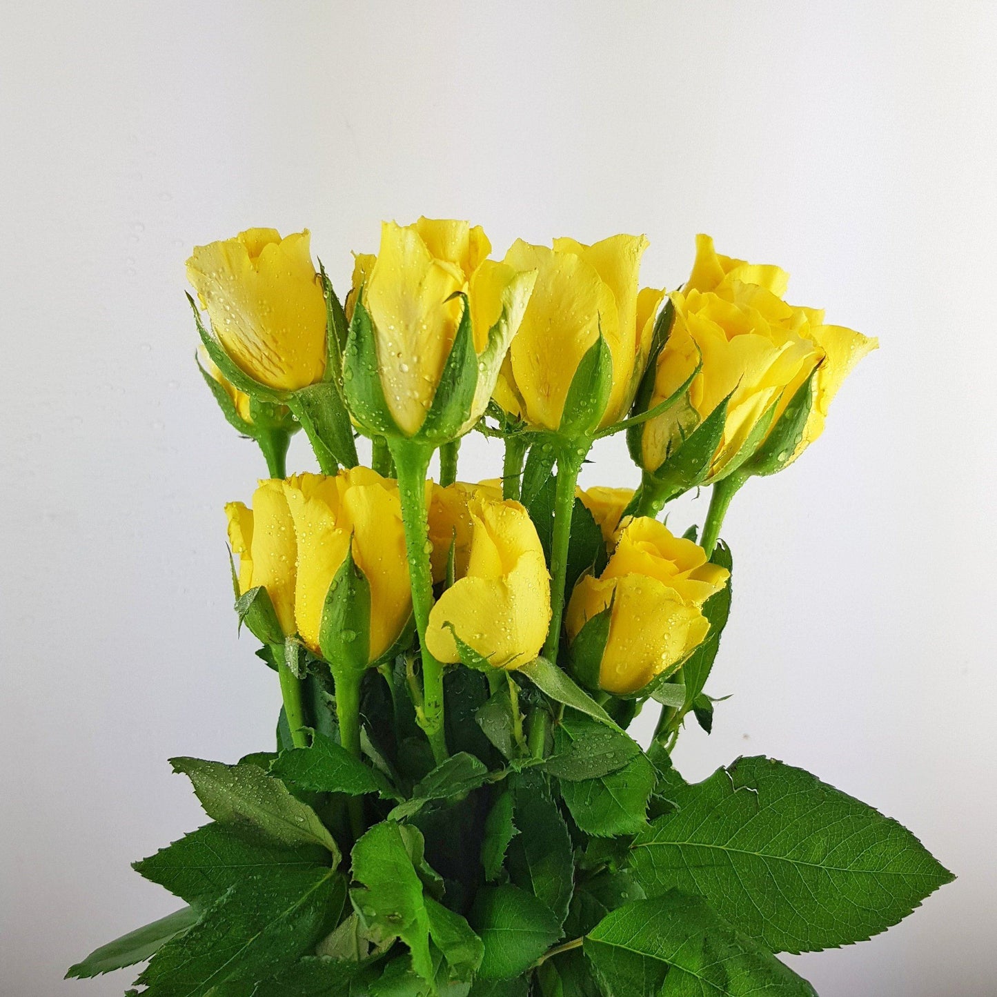 Valentine's Rose Yellow India 50cm (Imported) - Yellow