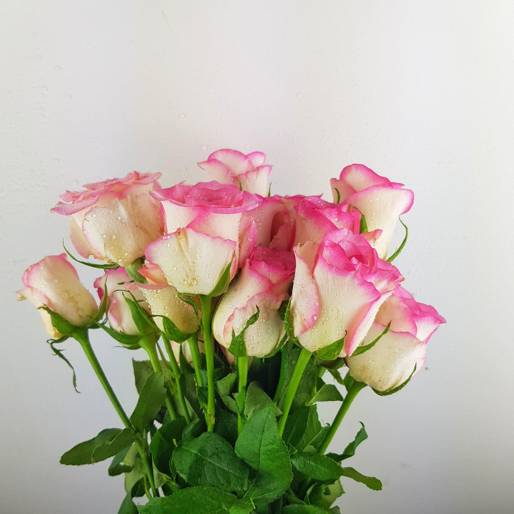 Rose Soverin India - 2 Tone White Pink