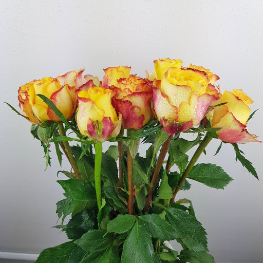 Valentine's Rose 50cm (Imported) - 2 Tone Yellow Red